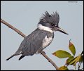 _4SB9278 belted kingfisher
